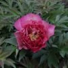 Peony 'Hillary' -Garden Plants PAEO T74182 A h