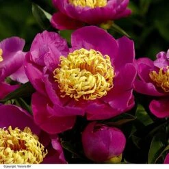 Peony Collection -Garden Plants PAEO DOREEN H319882