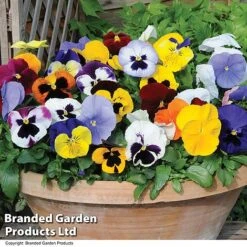 Pansy Summertime Mix (Garden Ready) -Garden Plants PANS SUMMERTIM T39484