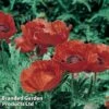 Poppy 'Allegro' -Garden Plants PAPA ALLEGRO1