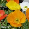 Poppy Nudicaule 'Garden Gnome' -Garden Plants PAPA GARDGNOME1
