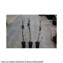 Parthenocissus Quinquefolia 'Engelmannii' -Garden Plants PART T66356 A h