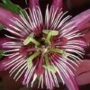 Passiflora 'Violacea Victoria' -Garden Plants PASS T67378 A h