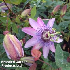 Passiflora (Passion Flower) 'Lavender Lady' -Garden Plants PASS LAVENLADY S13523