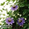 Passiflora 'Purple Haze' 1 Passiflora 'Purple Haze' -Garden Plants PASS PURPHAZE L44013