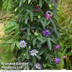 Passiflora Collection -Garden Plants PASS TRIO T44029