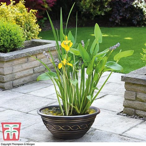 Patio Pond Plant Basket 3 Patio Pond Plant Basket