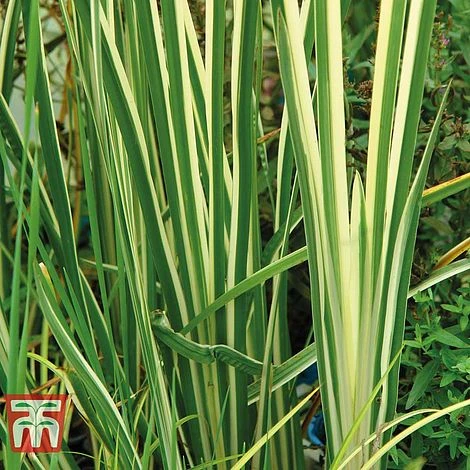 Patio Pond Plant Basket 4 Patio Pond Plant Basket - Image 2