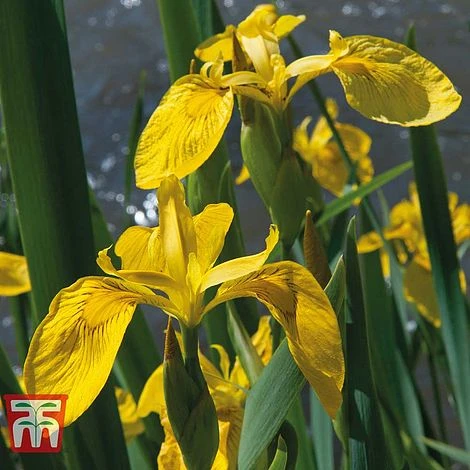 Patio Pond Plant Basket 5 Patio Pond Plant Basket - Image 3