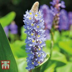 Patio Pond Plant Basket 10 Patio Pond Plant Basket -Garden Plants PATI KB0322 E