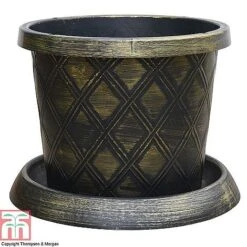 Agapanthus Midnight Cascade Collection 7 Agapanthus Midnight Cascade Collection -Garden Plants PATI T56850P B1