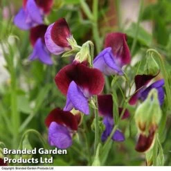 Sweet Pea 'Matucana' -Garden Plants PEA MATU