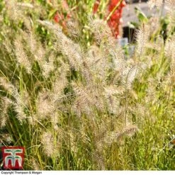 Pennisetum Alopecuroides -Garden Plants PENN 1657 A1