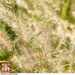 Pennisetum Alopecuroides -Garden Plants PENN 1657 A3