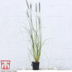 Pennisetum Alopecuroides -Garden Plants PENN 16574 A1