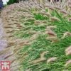 Pennisetum Alopecuroides -Garden Plants PENN T16574 A1