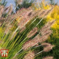Pennisetum Viridescens -Garden Plants PENN T66359 B