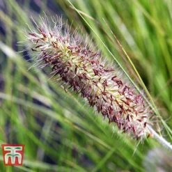 Pennisetum Viridescens -Garden Plants PENN T66359 C