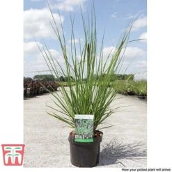 Pennisetum Viridescens -Garden Plants PENN T66359 F
