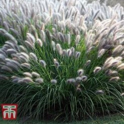 Pennisetum Alopecuroides 'Moudry'