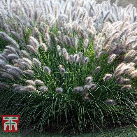 Pennisetum Alopecuroides 'Moudry' 3 Pennisetum Alopecuroides 'Moudry'