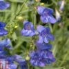 Penstemon Heterophyllus 'Electric Blue' -Garden Plants PENS T80557 A h