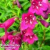 Penstemon 'Blackbird' -Garden Plants PENS BLACKBIRD1