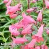 Penstemon 'Firebird' -Garden Plants PENS FIREBIRD1