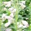 Penstemon 'Mother Of Pearl' -Garden Plants PENS MOTHERPEA1