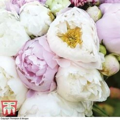 Peony 'Scented Bouquet Mix' -Garden Plants PEON KA9024 B