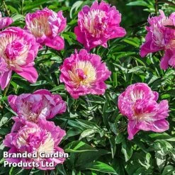 Peony Collection -Garden Plants PEON BOWLBEAUT L413252