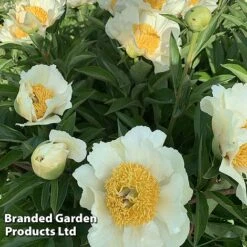 Peony Collection -Garden Plants PEON JANVANLEE L413291