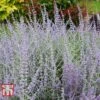 Perovskia Atriplicifolia 'Silvery Blue' -Garden Plants PERO T62071 A