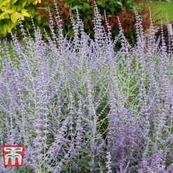 Perovskia Atriplicifolia 'Silvery Blue'