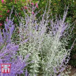 Perovskia Atriplicifolia 'Silvery Blue' -Garden Plants PERO T62071 C