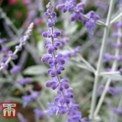 Perovskia Atriplicifolia 'Silvery Blue' -Garden Plants PERO T62071 D