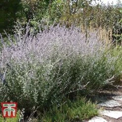 Perovskia Atriplicifolia 'Silvery Blue' -Garden Plants PERO T62071 E