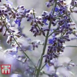 Perovskia Atriplicifolia 'Silvery Blue' -Garden Plants PERO T62071 F