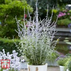 Perovskia Atriplicifolia 'Silvery Blue' -Garden Plants PERO T62071 G