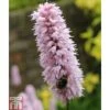 Persicaria Bistorta (Marginal Aquatic) -Garden Plants PERS T78388 A h