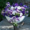Petunia 'Frenzy Grand Rapids' -Garden Plants PETU KC8071