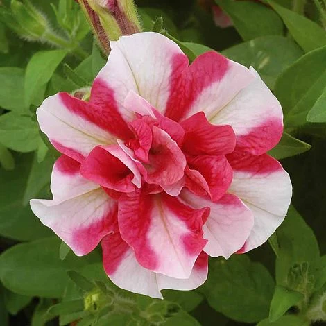 Petunia 'Frills & Spills™ Cherry Ripple' 4 Petunia 'Frills & Spills™ Cherry Ripple' - Image 2