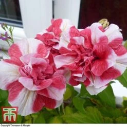 Petunia 'Frills & Spills™ Cherry Ripple' 9 Petunia 'Frills & Spills™ Cherry Ripple' -Garden Plants PETU T16418 B