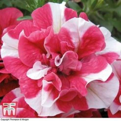 Petunia 'Frills & Spills™ Cherry Ripple' 10 Petunia 'Frills & Spills™ Cherry Ripple' -Garden Plants PETU T16418 C