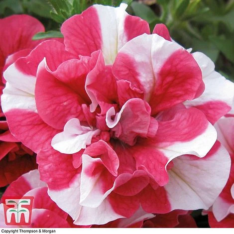 Petunia 'Frills & Spills™ Cherry Ripple' 6 Petunia 'Frills & Spills™ Cherry Ripple' - Image 4