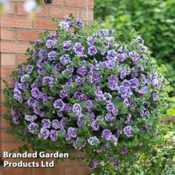 Petunia 'Priscilla' -Garden Plants PETU T16422 B1