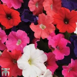 Petunia 'Express Mixed' -Garden Plants PETU TKA1057 B