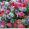 Petunia 'Frills & Spills'™ Mixed' Pre-Planted Basket -Garden Plants PETU TKA1199 A