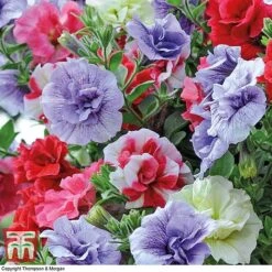 Petunia 'Frills & Spills'™ Mixed' Pre-Planted Basket -Garden Plants PETU TKA1199 B