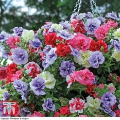 Petunia 'Frills & Spills'™ Mixed' Pre-Planted Basket -Garden Plants PETU TKA1199 C